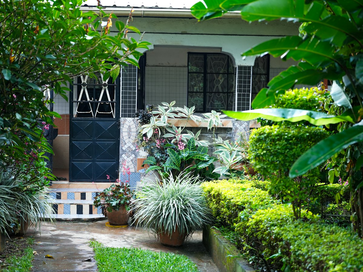 Front yard with trimmed hedges and tropical plants